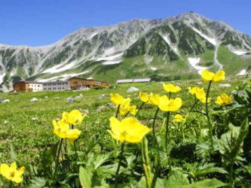 シナノキンバイと立山