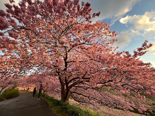 青野川沿いの河津桜