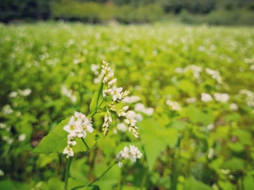 そばの花