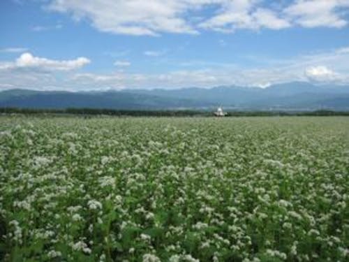 今の季節、そばの白い花が咲くさやわかな信州へぜひお越しくださいね!
