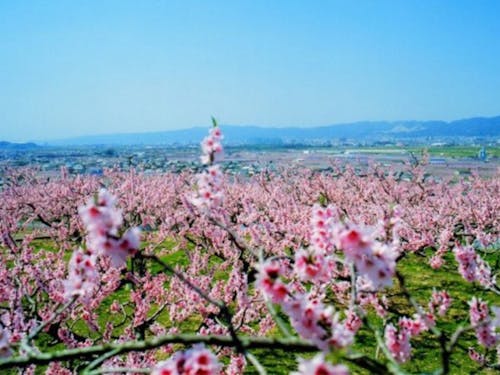 紀の川市WEEK! 7月24日(水)~28日(日)