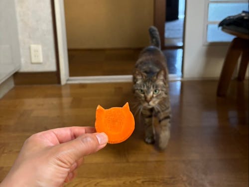 猫アレルギーの方はご注意ください