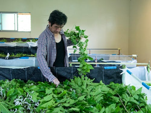 お蚕様に給桑することも仕事の一つです。