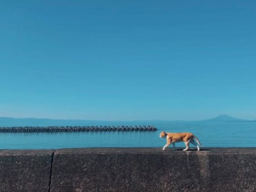 海沿いのいろんなところにいる猫ちゃん