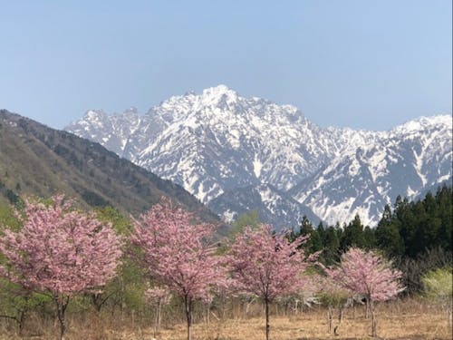 ◆剱岳と伊折の桜