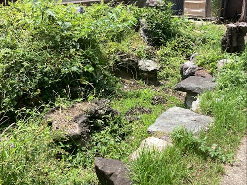 この元・池を復活させます!