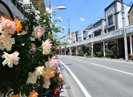まちの人たちが手入れするバラが咲く商店街