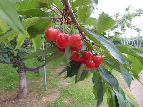 市内果樹園のサクランボです!