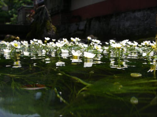 水面から顔を出す梅花藻