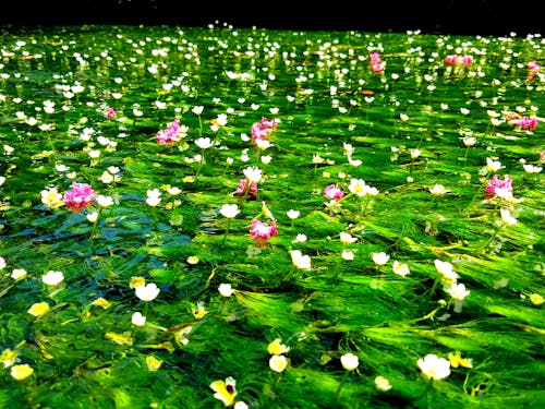 梅花藻と百日紅の花