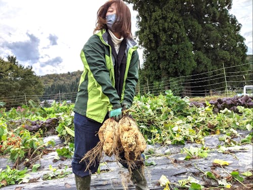 黄金千貫を収穫する「達成感」