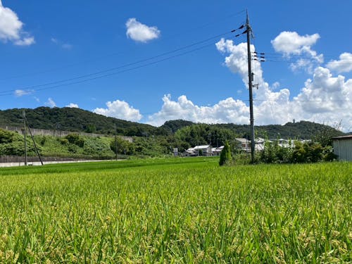 市街地の中にも田んぼや畑があり、のどかな景色に癒されます