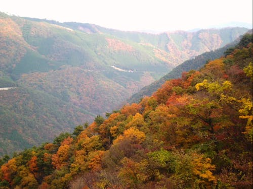 秋は紅葉が綺麗です