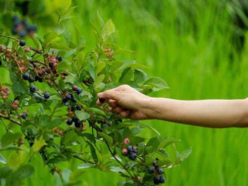 季節ごとの食材