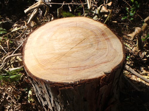 緻密な年輪、尾鷲ヒノキの断面