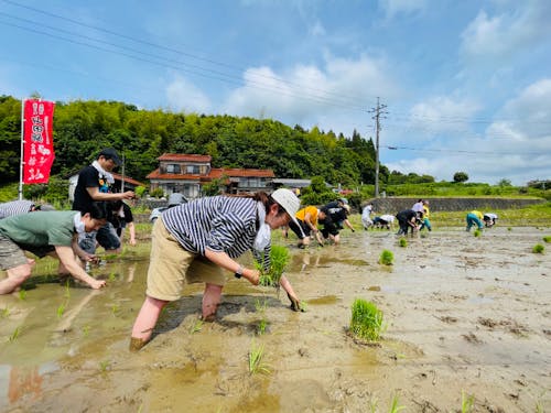 今年6月の田植えの様子