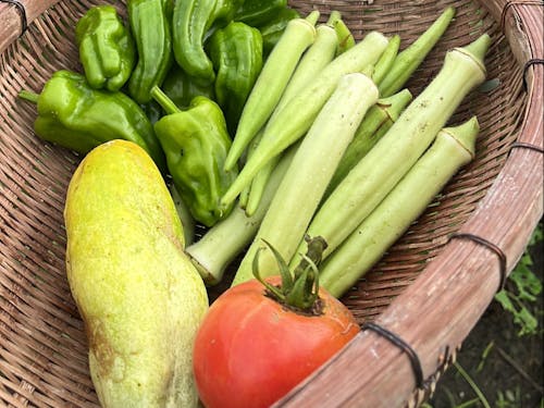 最近畑で取れた野菜たち。