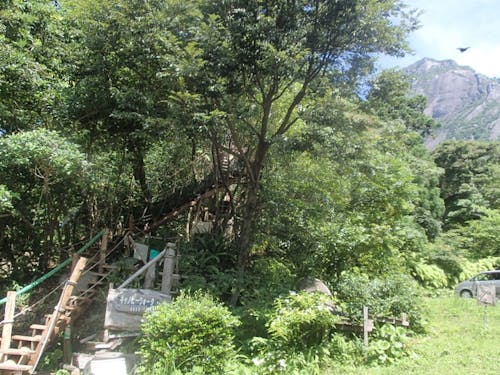 キャノッピ付近から望む本富岳