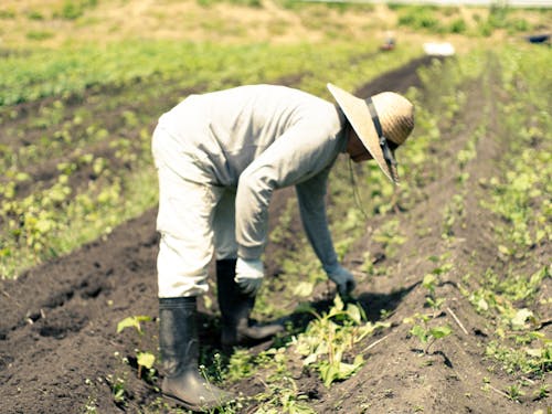 農業に取り組む地域おこし協力隊