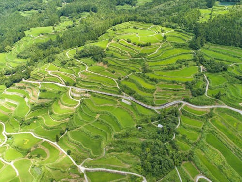 棚田
