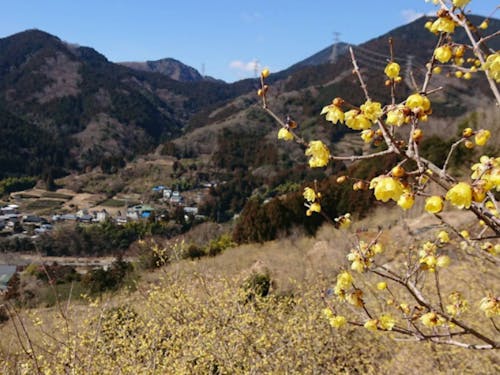 1月から２月にかけて咲くロウバイの花