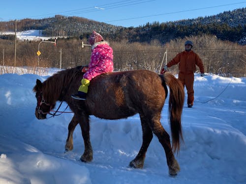 個人の好みや都合に合わせた旅程を組んでご案内する「しもかわちょっと暮らし体験」も人気です。写真はどさんこ馬ハナちゃんとのふれあいの様子。(しもかわちょっと暮らし体験>>https://shimokawa-life.info/tourmenu/)
