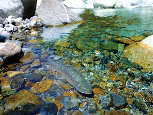 奥永源寺渓流のいわな