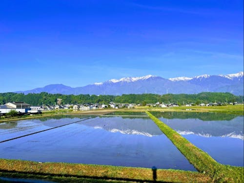 田植え前の田んぼに映える中央アルプス