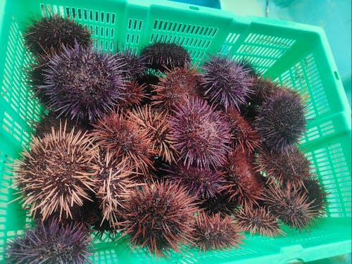 伊方町の特産品「赤ウニ」