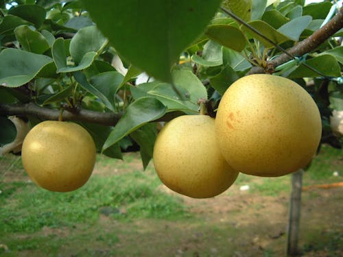 幸水、豊水、二十世紀など