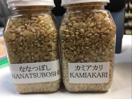 胚芽が通常の3倍もある「カミアカリ」