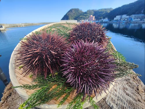 ブランド化を目指す「赤ウニ」