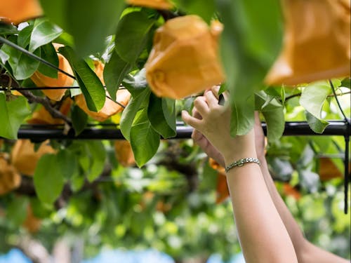 農家「丸鈴園」での収穫体験ができます