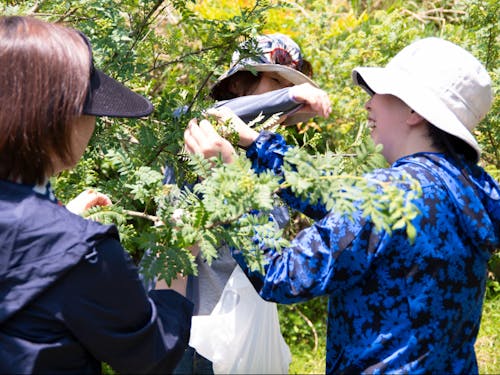 特産物・朝倉山椒の収穫