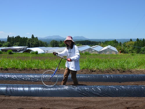 芋植えお手伝い