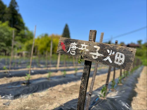 吹屋の唐辛子畑。まちの特徴の「赤」にちなんだ、唐辛子を使った自家製調味料が特産品のひとつ。