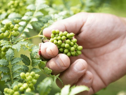 7月のイベントは山椒収穫レスキュー(援農ボランティア)でした