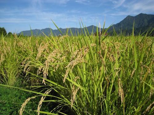 噛めば噛むほど甘いお米が自慢