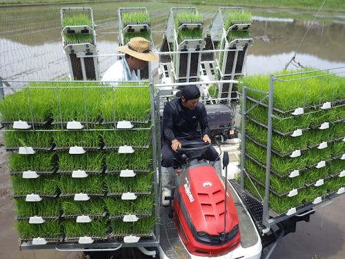 若手研修生の田植え(マンツーマン指導)