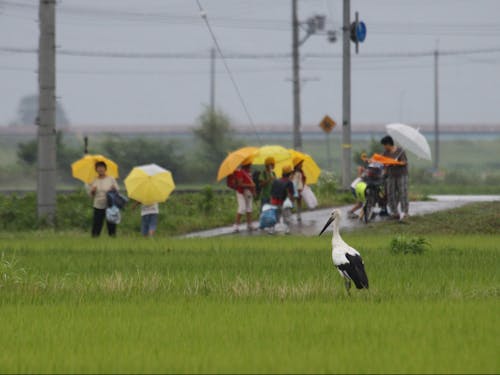 一度絶滅したコウノトリが野生復帰!生きものや自然と共生する豊岡市