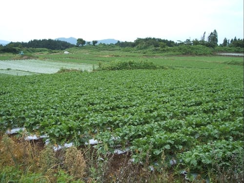 日当たりと水はけの良い溶岩台地の上では、広大なだいこん畑が広がる。