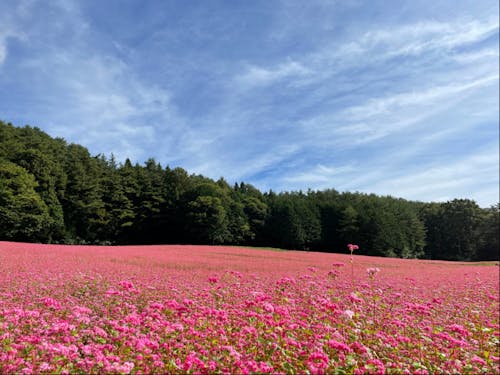 例年9月下旬~10中旬に見ごろを迎える「赤そばの里」