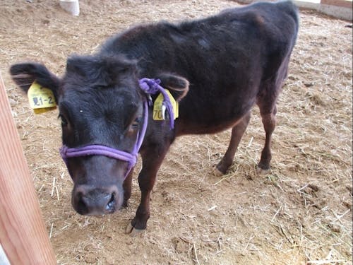 子牛はかわいいです