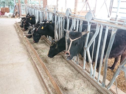 共同牛舎の牛さん