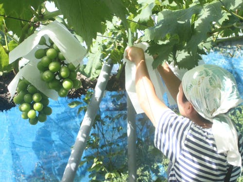 ぶどう園を継承しています
