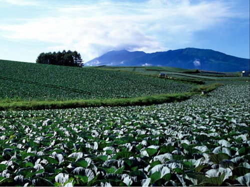 見渡す限りのキャベツ畑