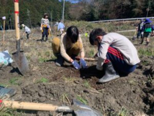 キウイの苗植え込みの様子