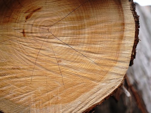 先人により丁寧に育成されたヒノキ