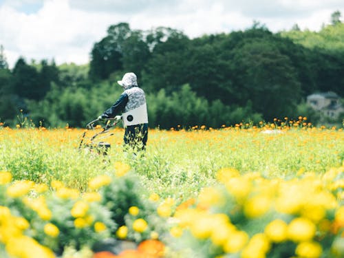 道の駅前に広がるキバナコスモスの花畑。訪れる人々を楽しませています