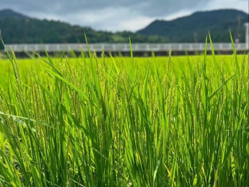 北アルプスからの美味しい水と珍しい地質からできるお米